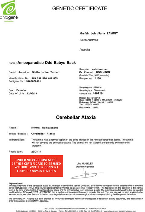 Ameeparadise DDD Babys back Genetic Certificate